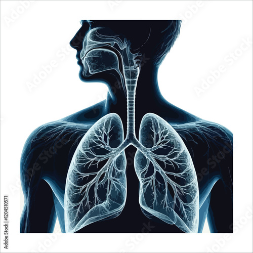 Lung Anatomy Silhouette - Vector Illustration of Human Respiratory System