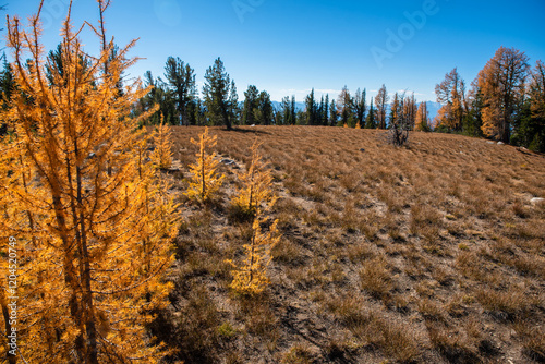 Wilderness Larches In Autumn photo