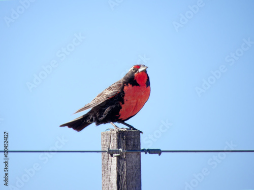 Pampas Meadowlark Leistes defilippii bird perched on a wooden post against a clear blue sky photo