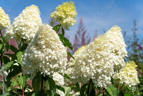 Phantom hydrangea flower in full bloom