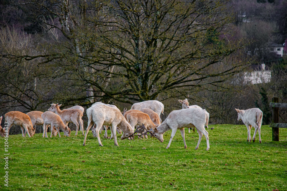Two white deer fight with their antlers touching with the park in the background