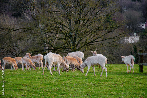 Obraz na płótnie Two white deer fight with their antlers touching with the park in the background w salonie