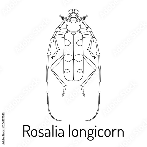 Detailed line art illustration of Rosalia longicorn beetle. Black and white vector drawing perfect for scientific publications, insect enthusiasts, and educational materials.