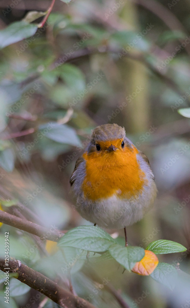 robin in the bush