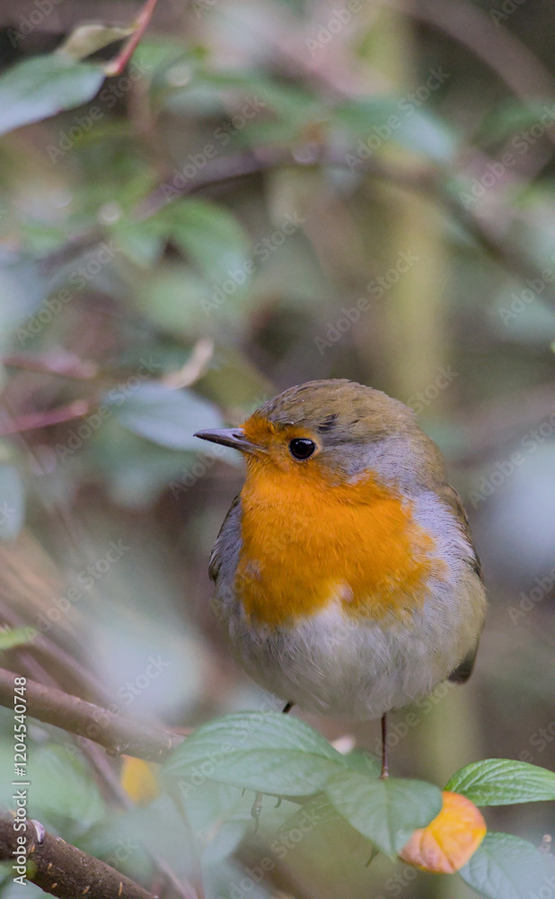 robin on branch