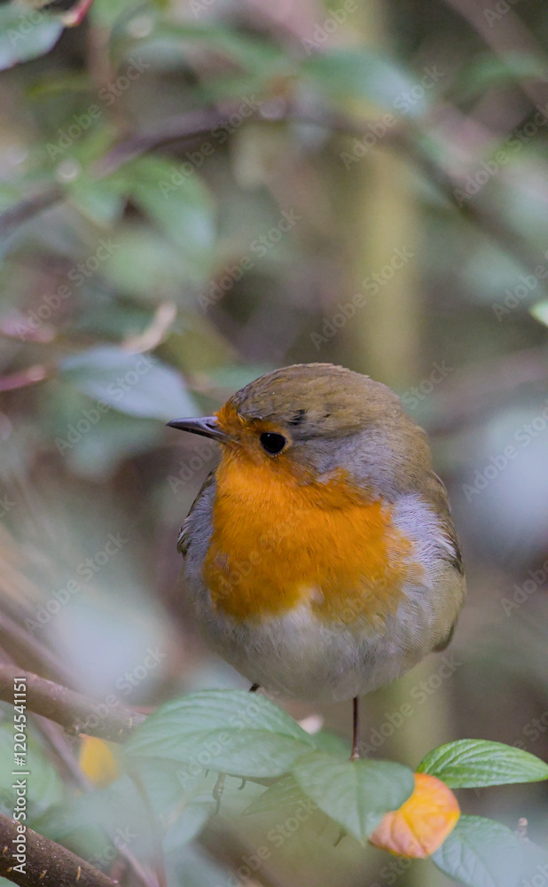 robin on a branch