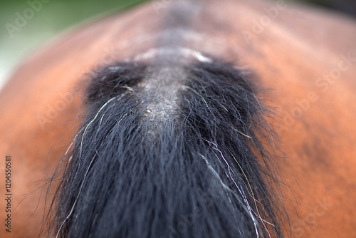 Pferd Schweif mit Sommer Ekzem
