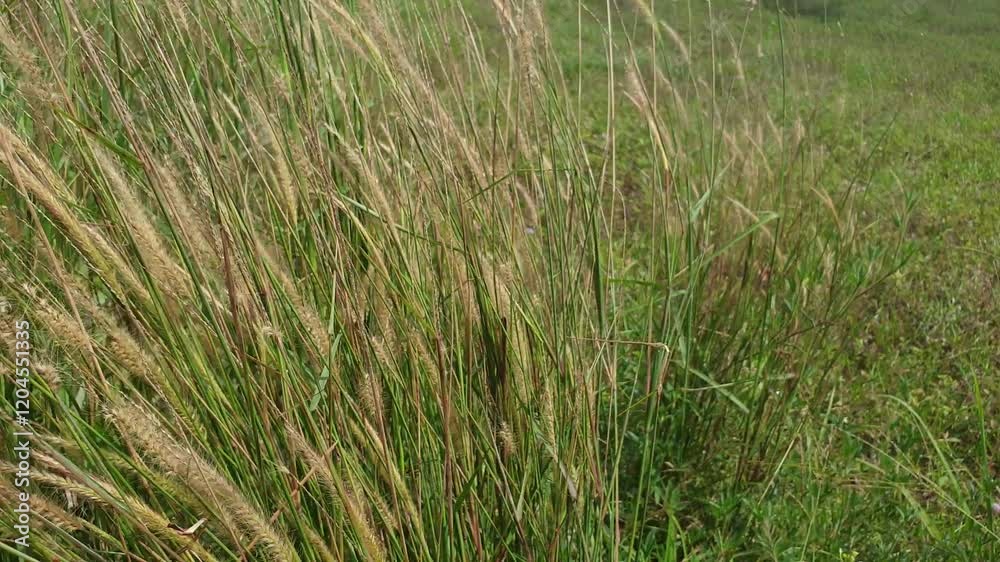 Weeds in a summer field during the day, waving in the wind
Weeds in a summer field during the day, waving in the wind