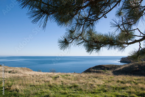Beautiful view of the blue sea with a pine branch in the foreground in Crimea.