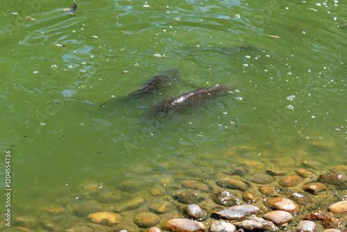 Scaly common carp swimming in green water