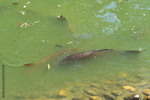 Scaly common carp swimming in green water