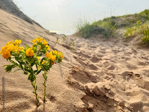 Foto Yellow flowers in the sane
