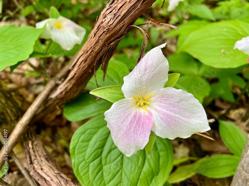 White and purple trillium