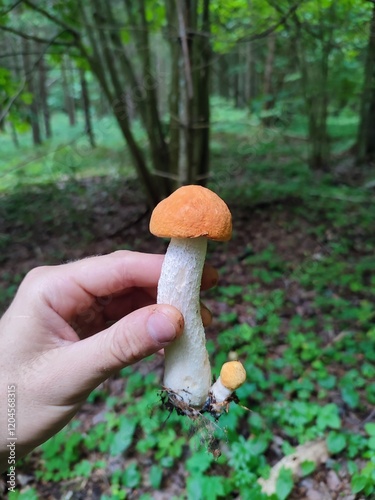 beautiful, fresh, bright, collected, small, edible, tasty, aromatic aspen mushroom in hand, with orange cap in summer forest, against background of green trees