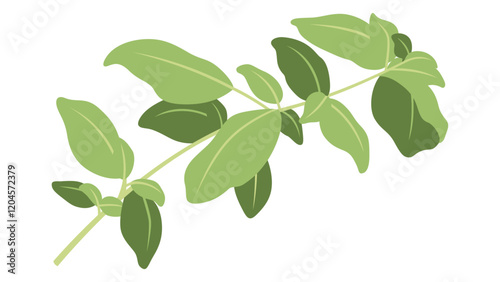 Basil Illustration Colored with Outlined Stroke Simplified Isolated Vector Art