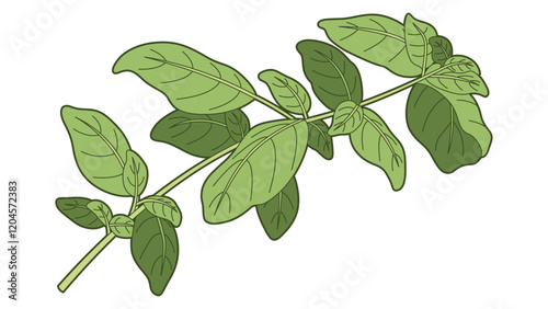 Basil Illustration Colored with Same Width Stroke and Thick Outline Isolated Vector Art
