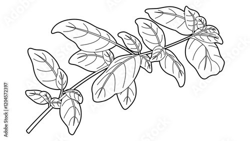 Basil Illustration with Same Width Stroke and Thick Outline Isolated Vector Art