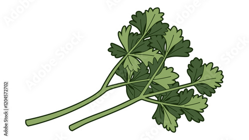 Italian Parsley Illustration Colored with Same Width Stroke and Thick Outline Isolated Vector Art