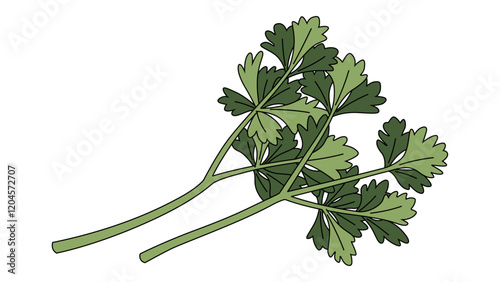 Italian Parsley Illustration Colored with Same Width Stroke Isolated Vector Art