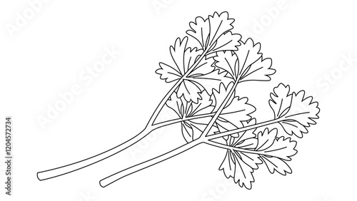 Italian Parsley Illustration with Same Width Stroke Isolated Vector Art photo