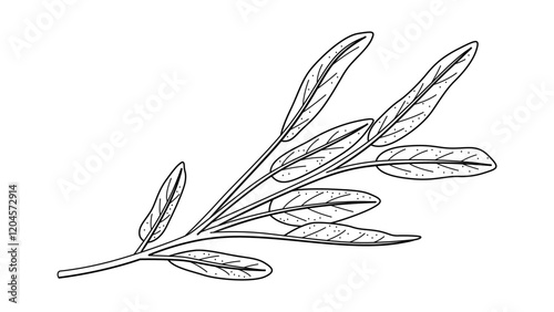 Sage Illustration with Varied Width Stroke Isolated Vector Art