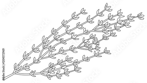 Thyme Illustration with Same Width Stroke Isolated Vector Art