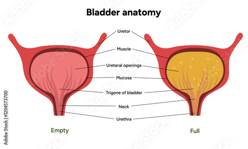 Human bladder anatomy function. Medical illustration diagram 