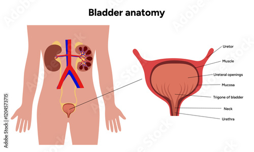 Human bladder anatomy function. Medical illustration diagram 