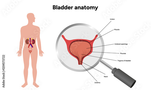 Human bladder anatomy function. Medical illustration diagram 