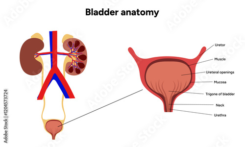 Human bladder anatomy function. Medical illustration diagram 