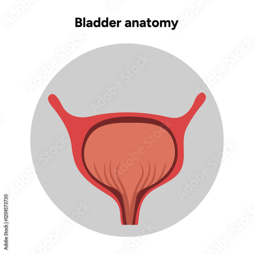 Human bladder anatomy function. Medical illustration diagram 