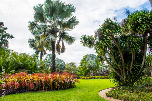 Fototapeta Naklejka Na Ścianę i Meble -  palm trees in the garden