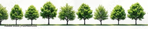 Row of various sized rich green trees lined up neatly. Trees different heights, positions. Healthy looking, vibrant green foliage. Isolated white background. Ideal for landscaping design, ecology photo