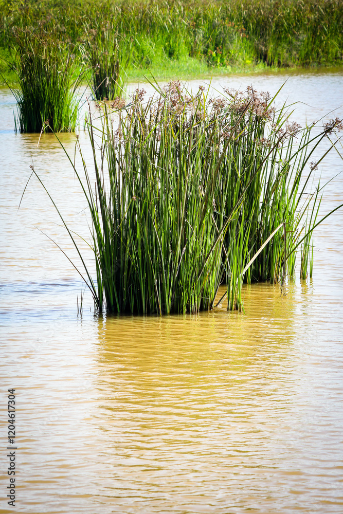 straw plant at the swamp area