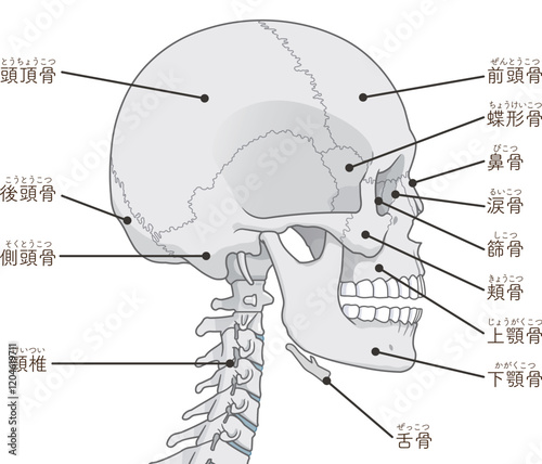 頭蓋骨のイラスト Skull illustration
