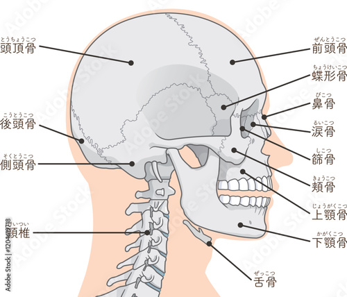 頭蓋骨のイラスト Skull illustration
