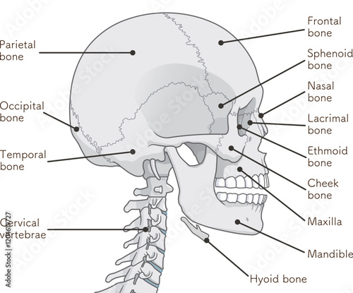 頭蓋骨のイラスト Skull illustration