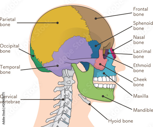 頭蓋骨のイラスト Skull illustration