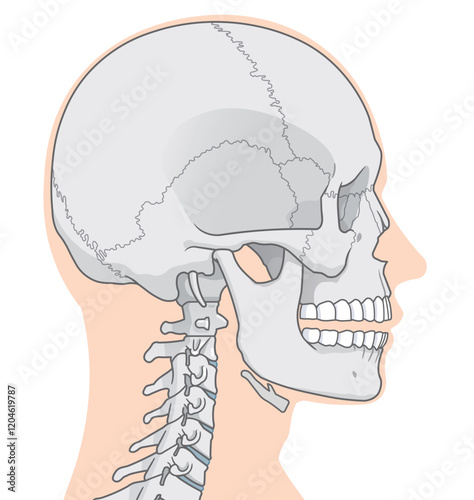 頭蓋骨のイラスト Skull illustration