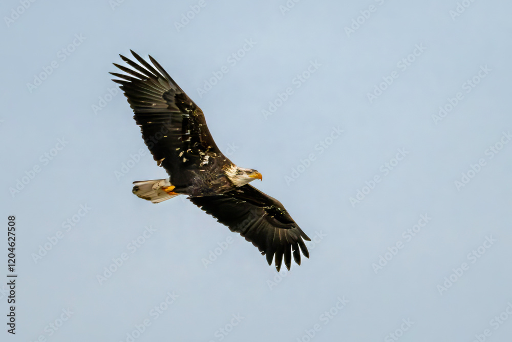 eagle in flight eagle in flight