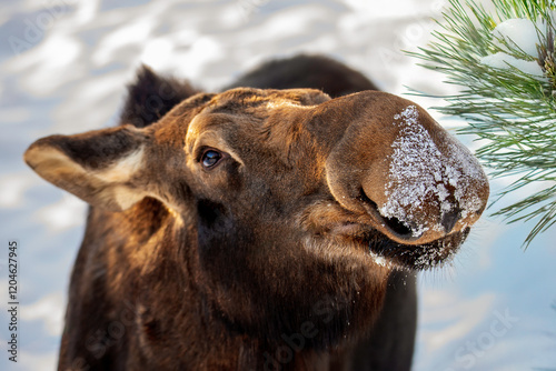 moose with snow on face, Minnesota winter photo