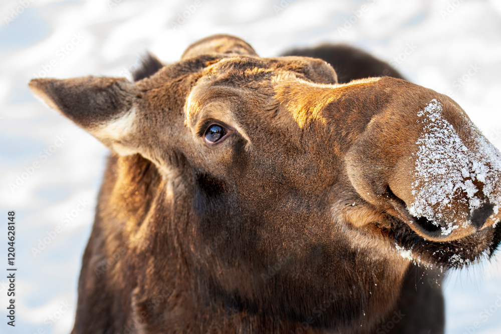 side view of moose head, extreme closeup side view of moose head, extreme closeup