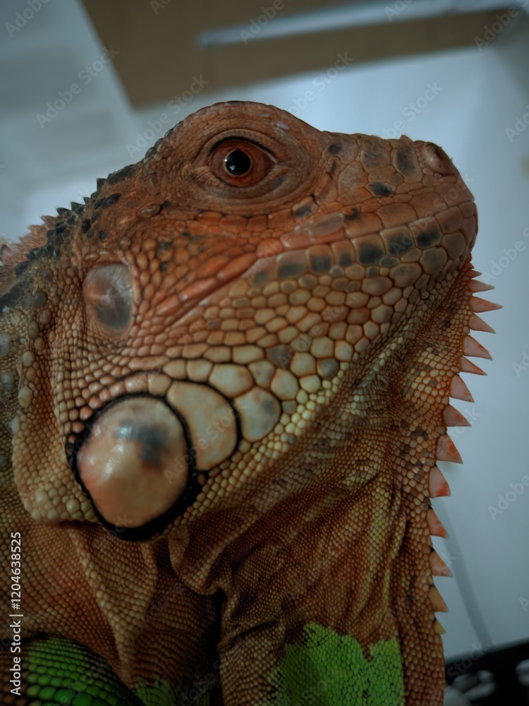 Obraz premium Photograpic close up iguana head at home