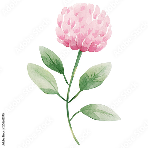 simple watercolor illustration of A purple Globe Amaranth