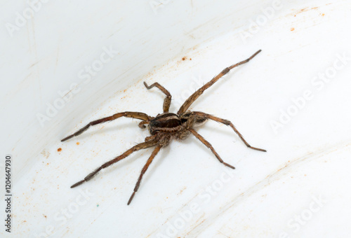 Hogna radiata is a species of wolf spider. A male insect with seven legs.