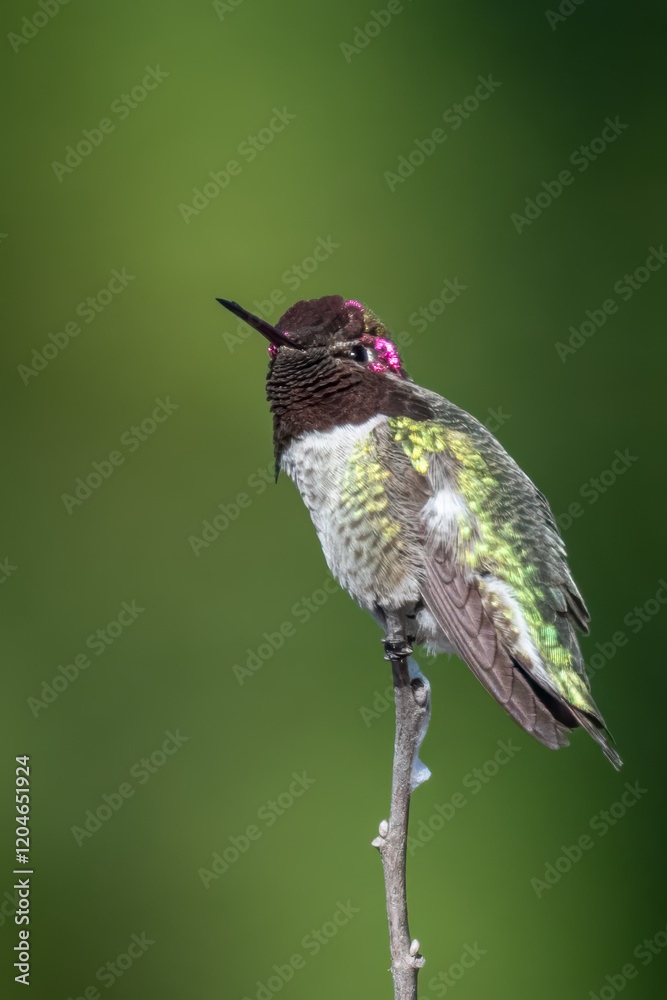 Obraz premium Anna's hummingbird perched on a treetop