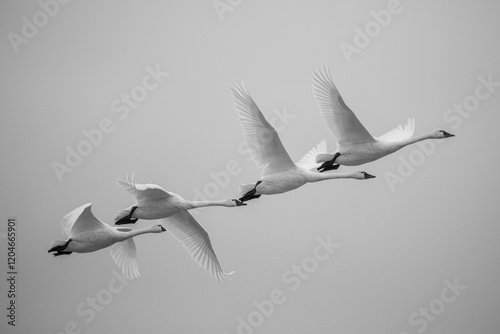 Tundra Swans (Cygnus columbianus) in flight. Finley National Wildlife Refuge, Oregon