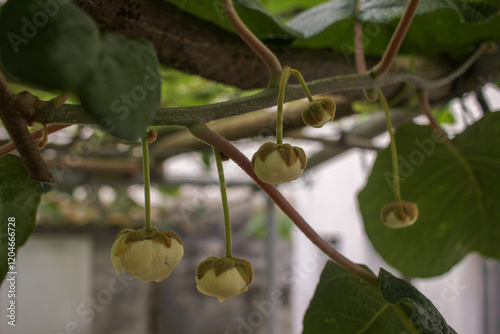 small kiwi flowers shine brightly