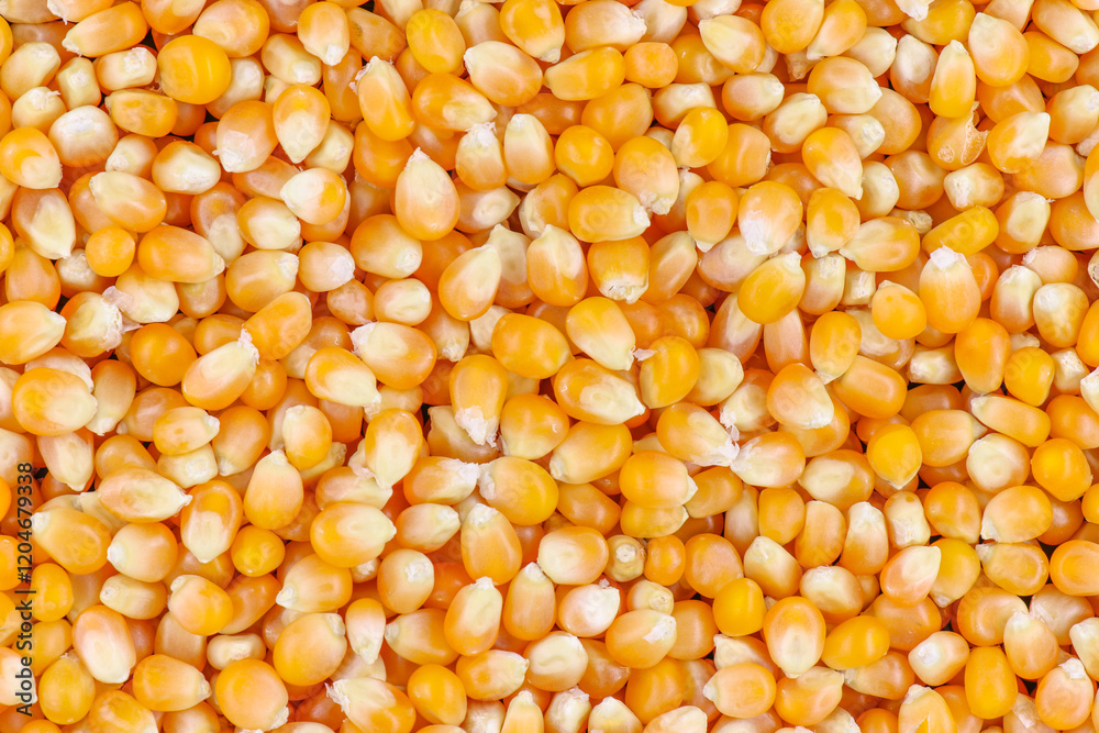 Texture of yellow maize or corns seed grains.Corn is a plant that provides very high carbohydrates.Control blood sugar levels to be stable. Texture of yellow maize or corns seed grains.Corn is a plant that provides very high carbohydrates.Control blood sugar levels to be stable.