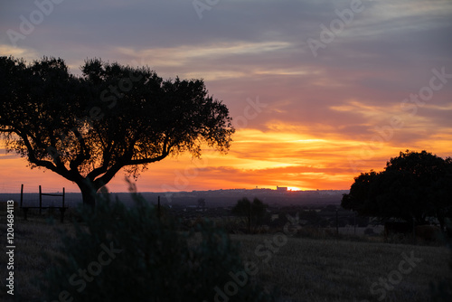 Sunset over rural landscape with silhouette of trees